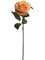Radiant Glow: 20" Open Rose (4"DIA) - Captivating Apricot Blossom for Exquisite Floral Decor